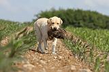LABRADOR 457